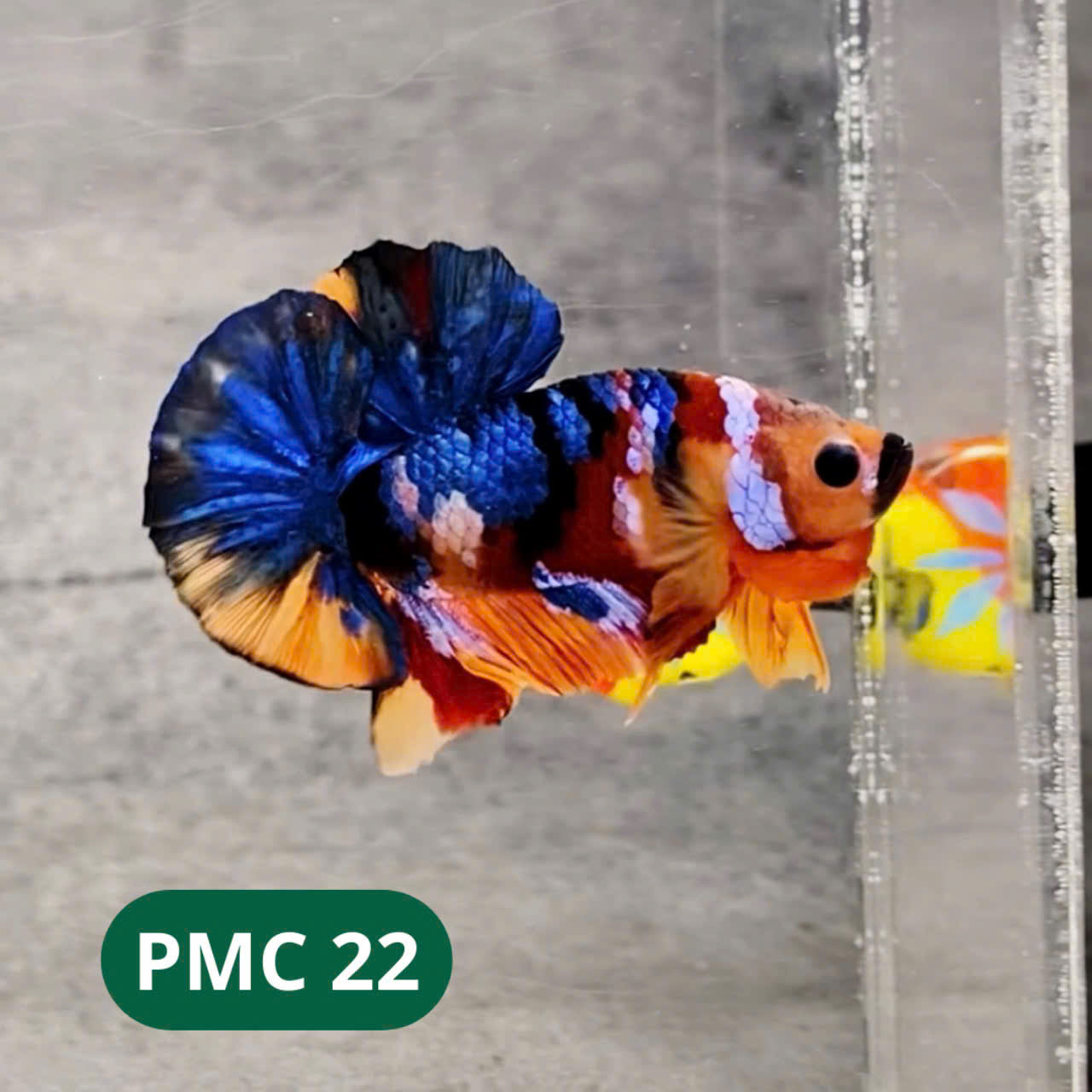 Multicolor Plakat Male Betta Fish |Show Grade|  You Pick Fish