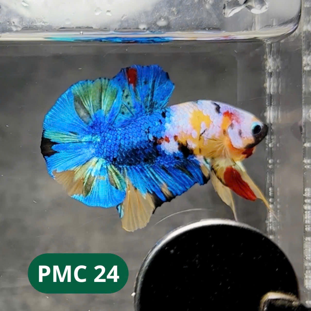 Multicolor Plakat Male Betta Fish |Show Grade|  You Pick Fish