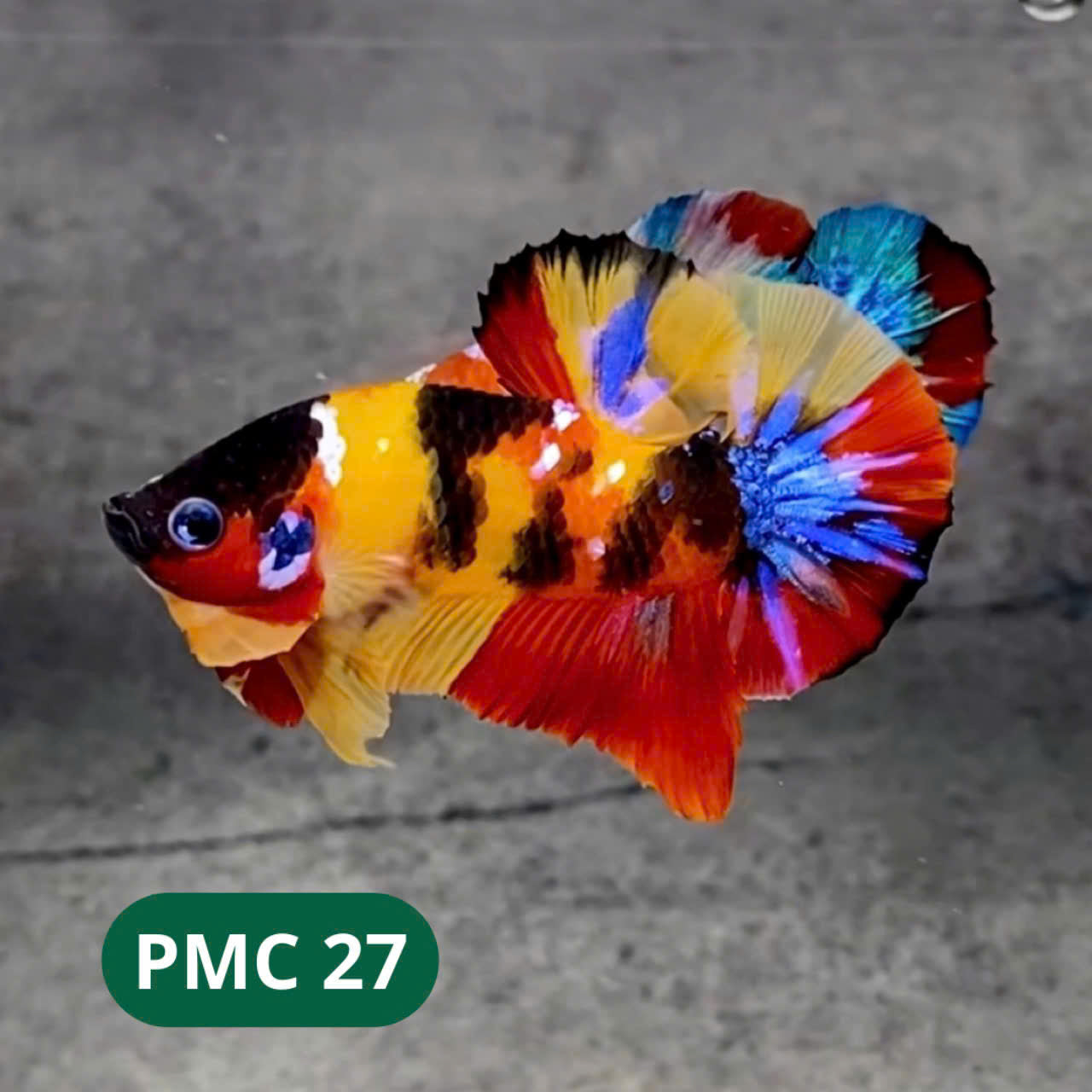Multicolor Plakat Male Betta Fish |Show Grade|  You Pick Fish