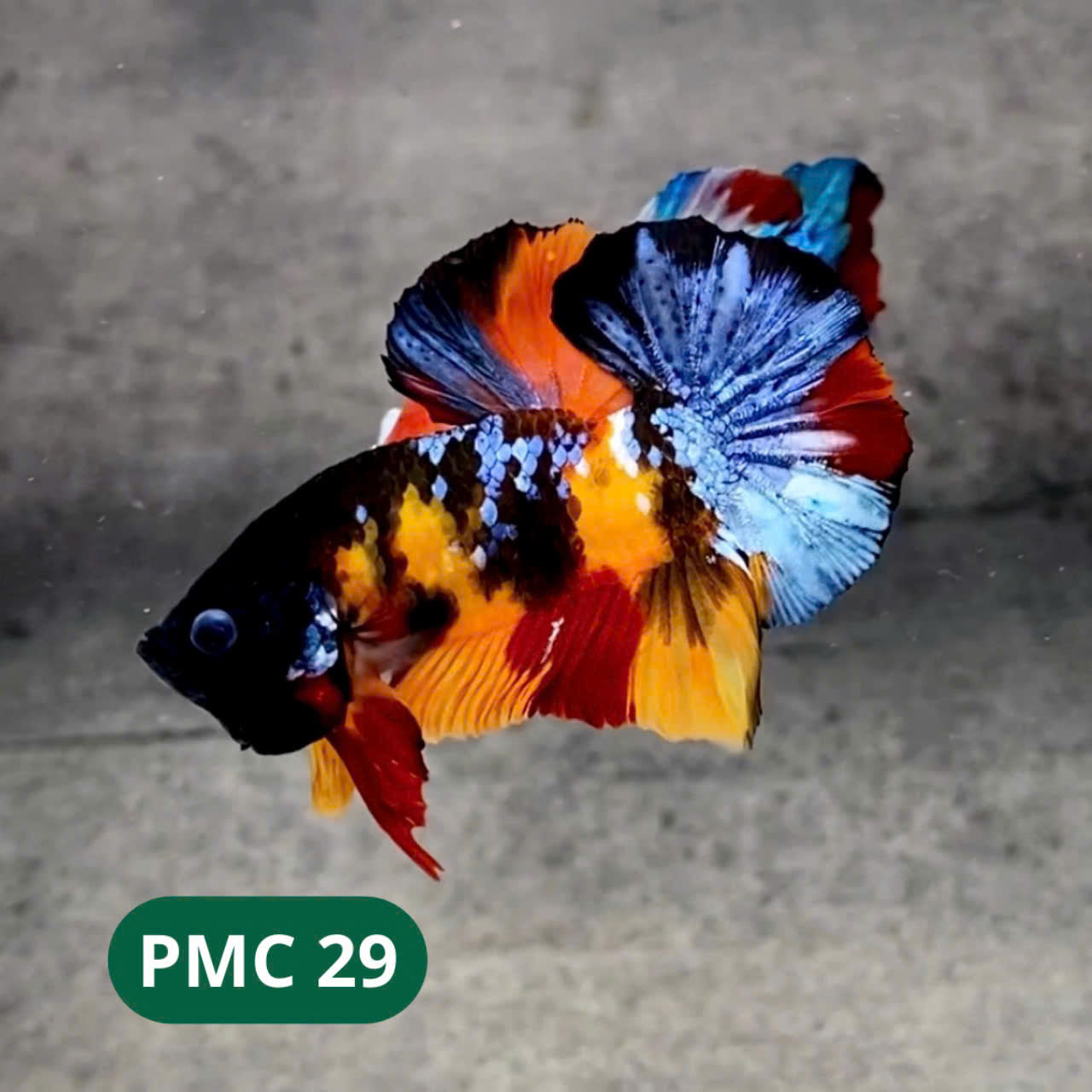 Multicolor Plakat Male Betta Fish |Show Grade|  You Pick Fish
