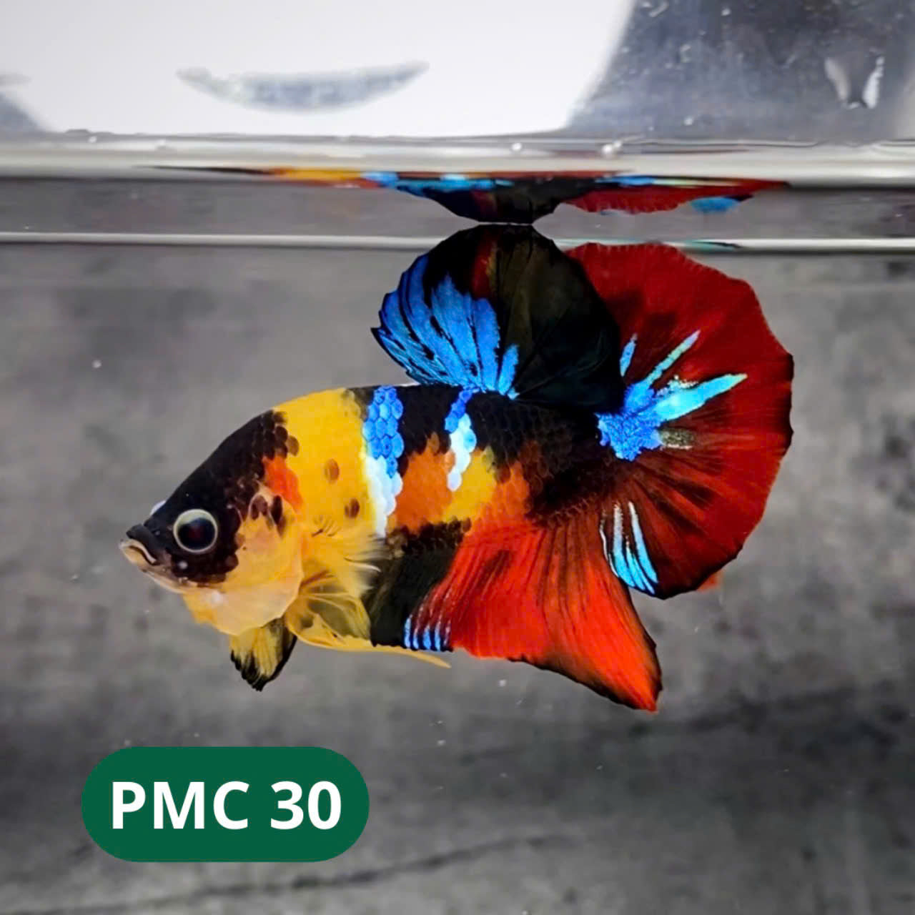 Multicolor Plakat Male Betta Fish |Show Grade|  You Pick Fish