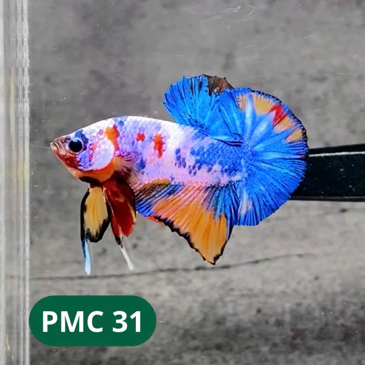 Multicolor Plakat Male Betta Fish |Show Grade|  You Pick Fish