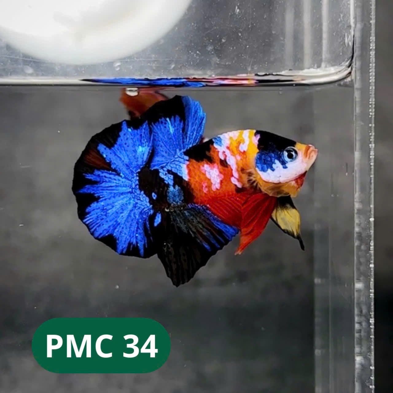 Multicolor Plakat Male Betta Fish |Show Grade|  You Pick Fish