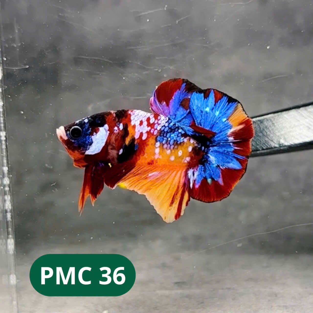 Multicolor Plakat Male Betta Fish |Show Grade|  You Pick Fish
