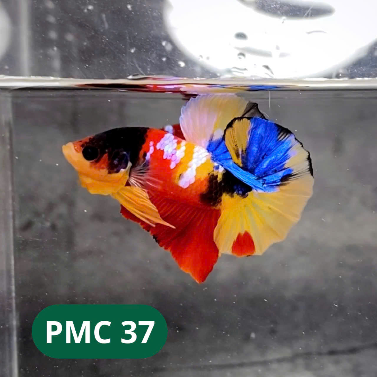 Multicolor Plakat Male Betta Fish |Show Grade|  You Pick Fish