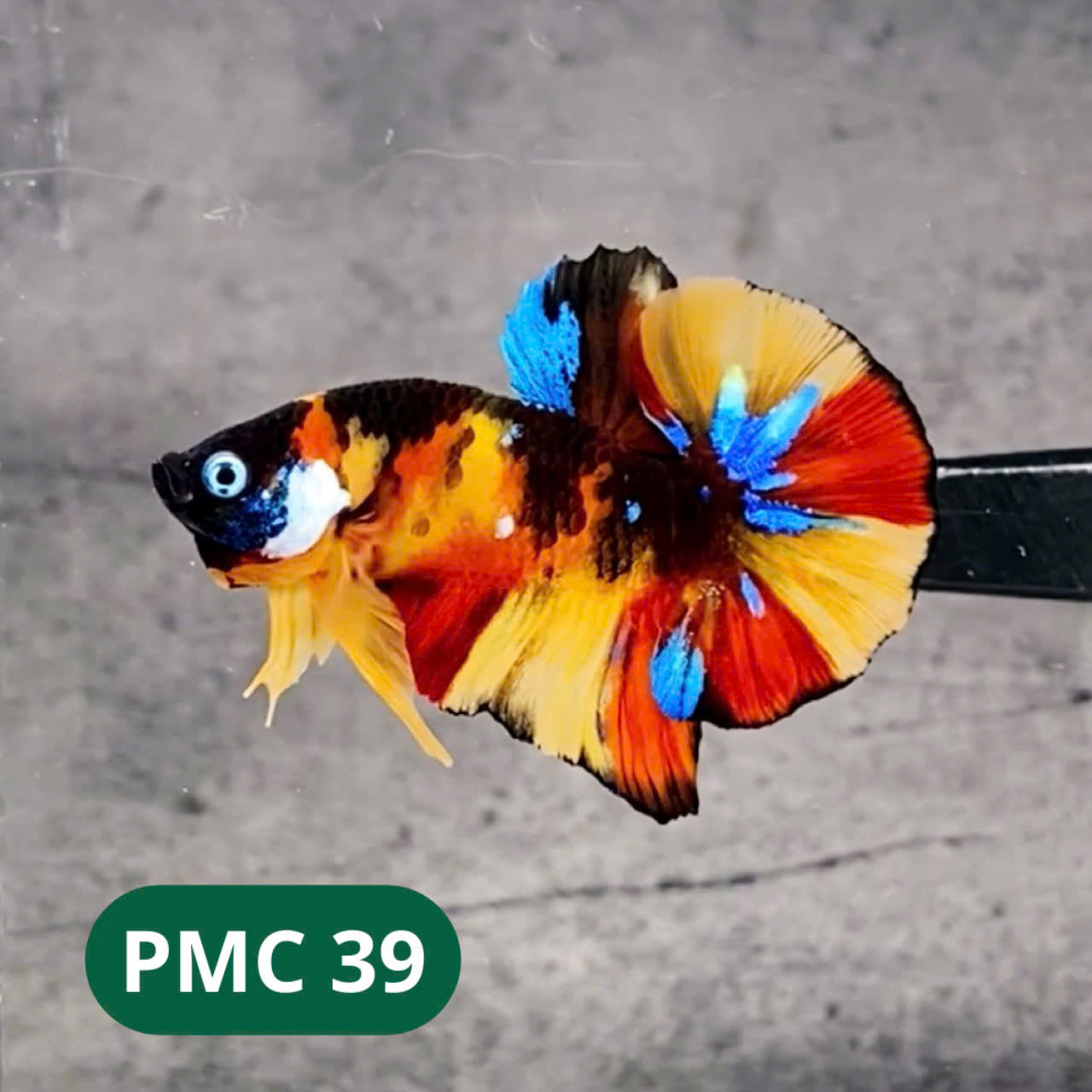 Multicolor Plakat Male Betta Fish |Show Grade|  You Pick Fish