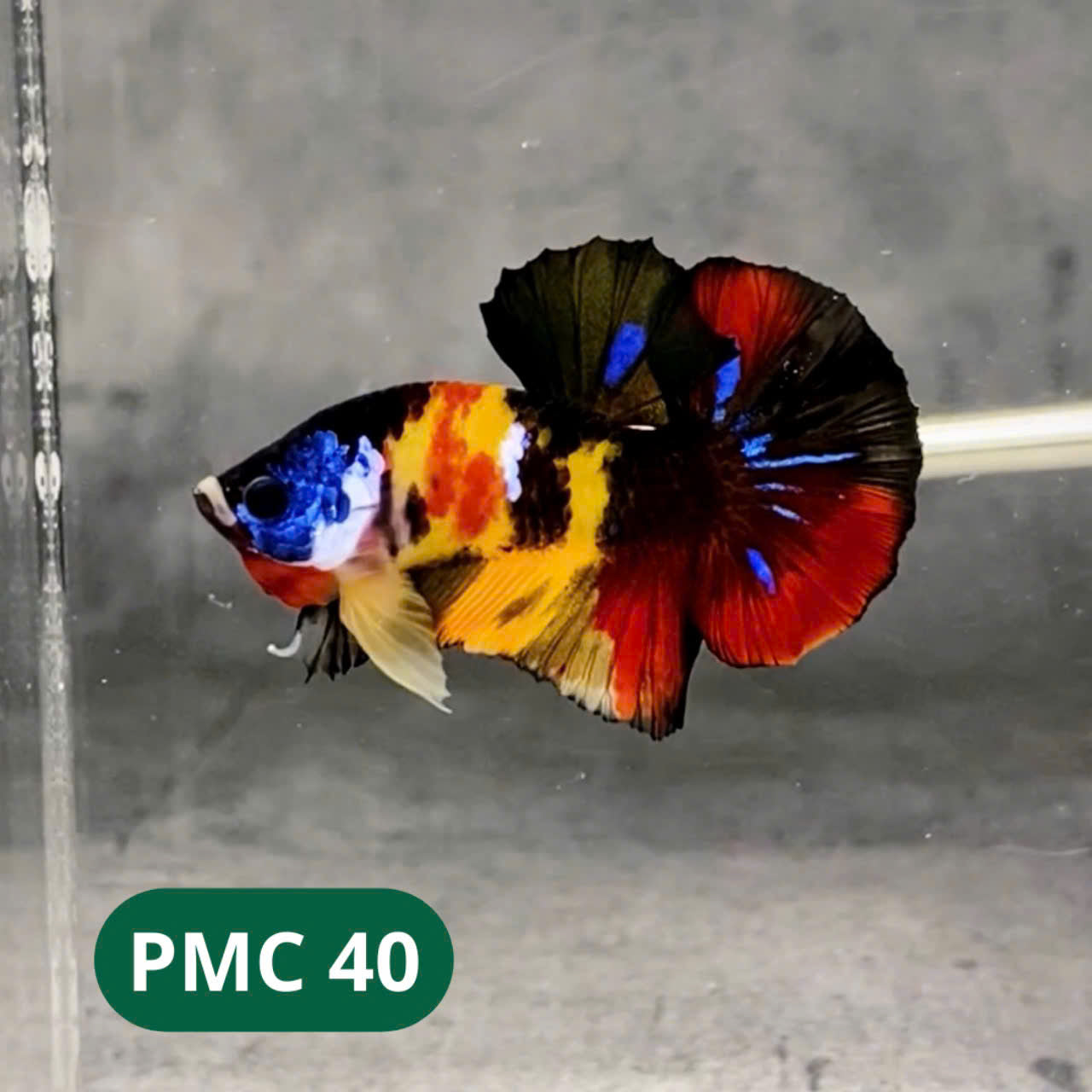 Multicolor Plakat Male Betta Fish |Show Grade|  You Pick Fish