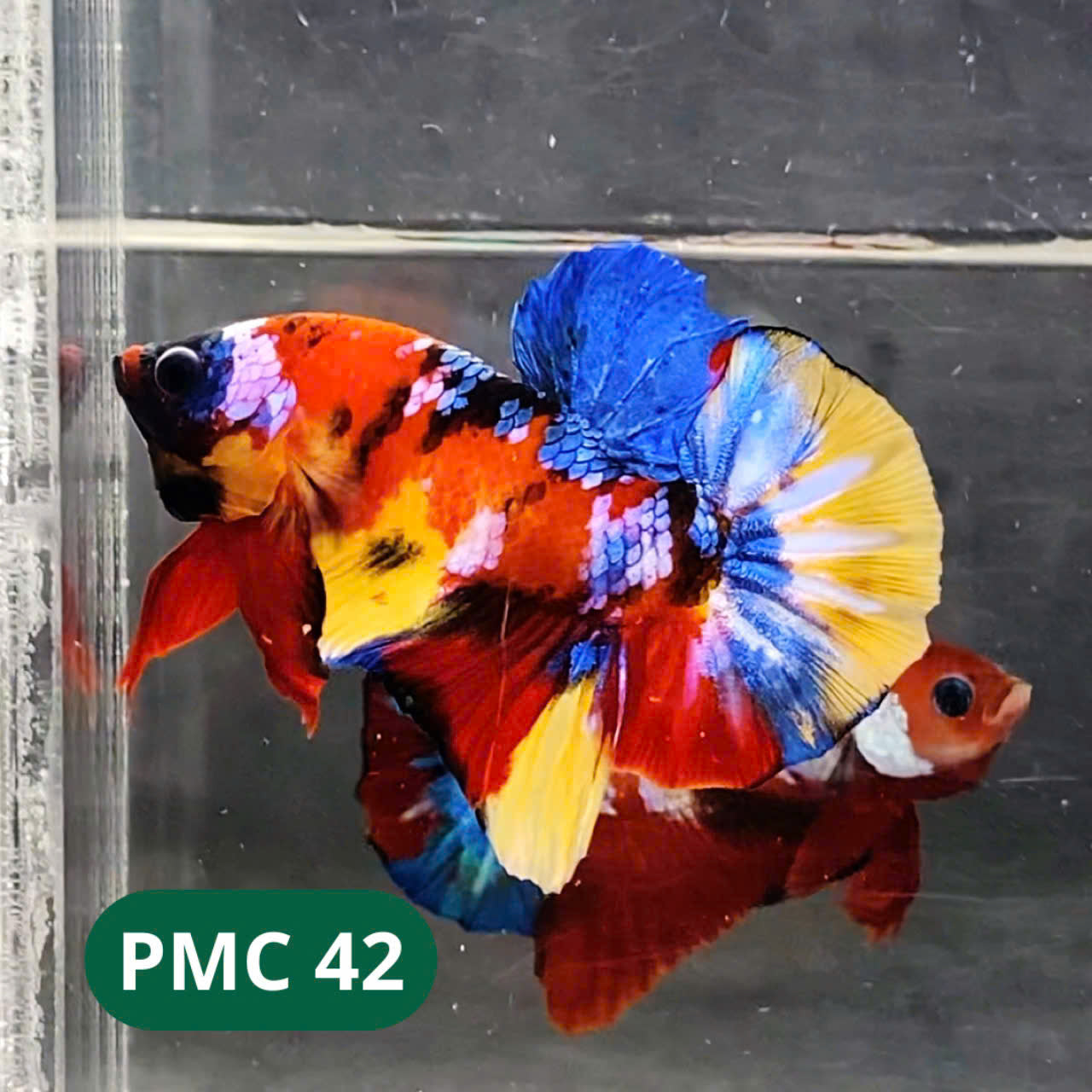 Multicolor Plakat Male Betta Fish |Show Grade|  You Pick Fish