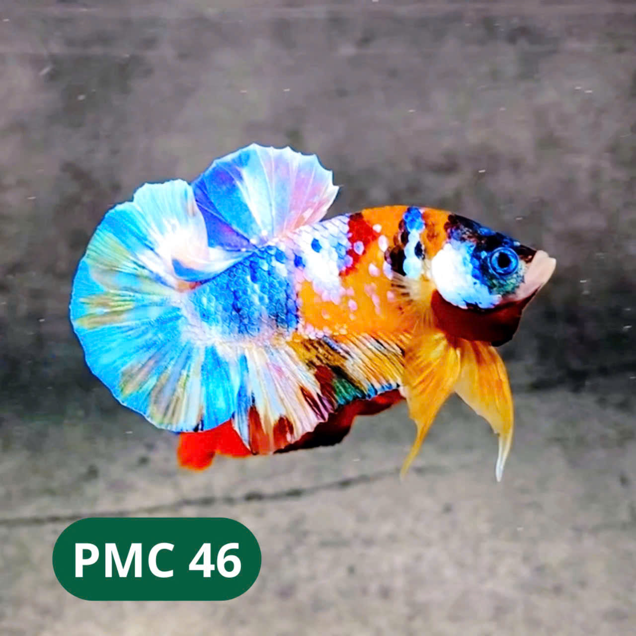 Multicolor Plakat Male Betta Fish |Show Grade|  You Pick Fish