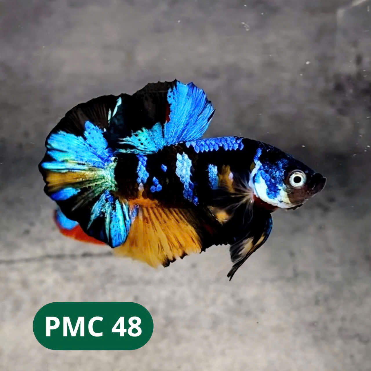 Multicolor Plakat Male Betta Fish |Show Grade|  You Pick Fish