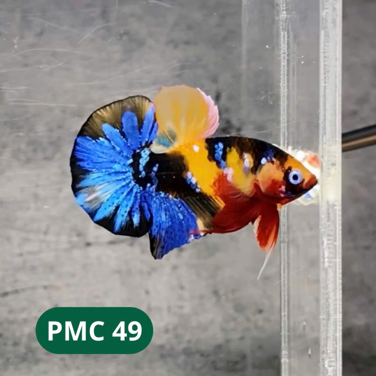 Multicolor Plakat Male Betta Fish |Show Grade|  You Pick Fish