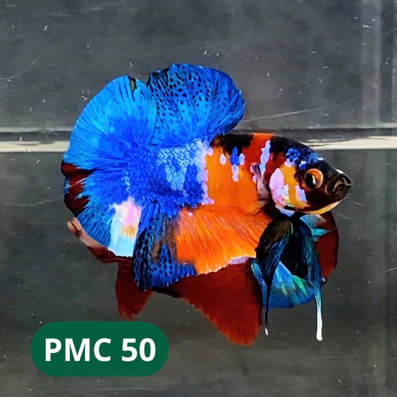 Multicolor Plakat Male Betta Fish |Show Grade|  You Pick Fish
