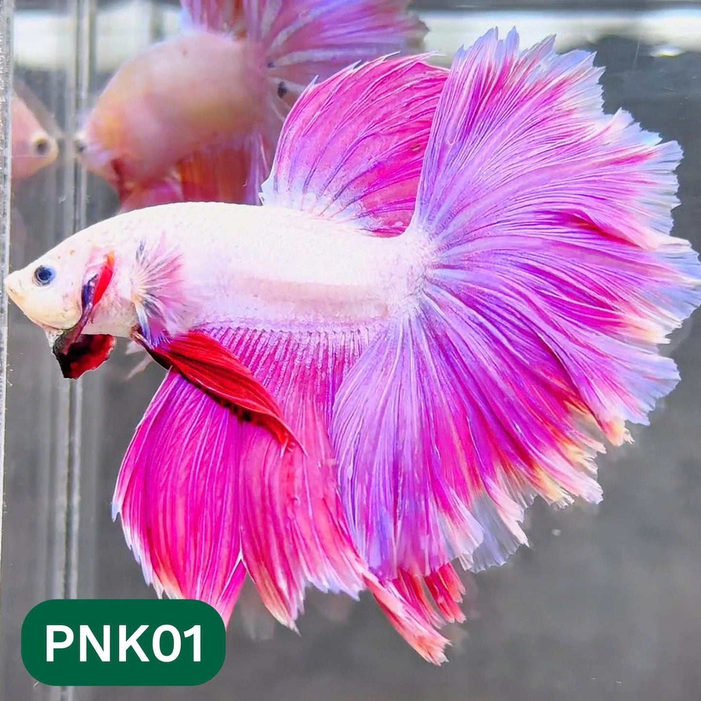 Pink Halfmoon Male Betta Fish | You Pick Fish | Order Directly From Farm