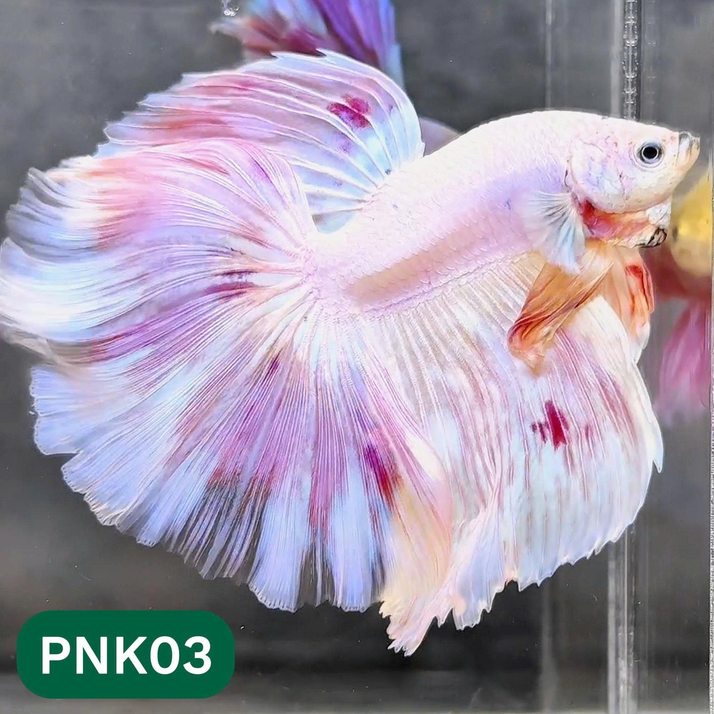 Pink Halfmoon Male Betta Fish | You Pick Fish | Order Directly From Farm