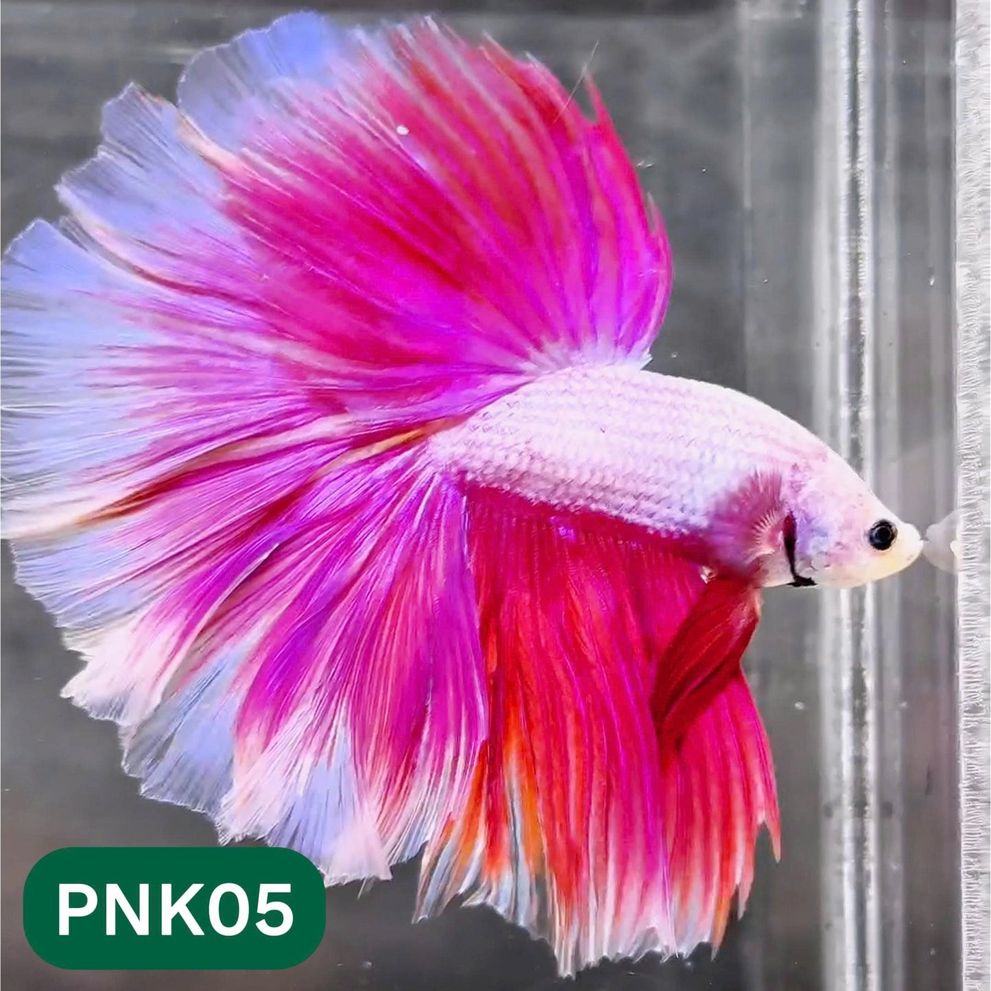 Pink Halfmoon Male Betta Fish | You Pick Fish | Order Directly From Farm