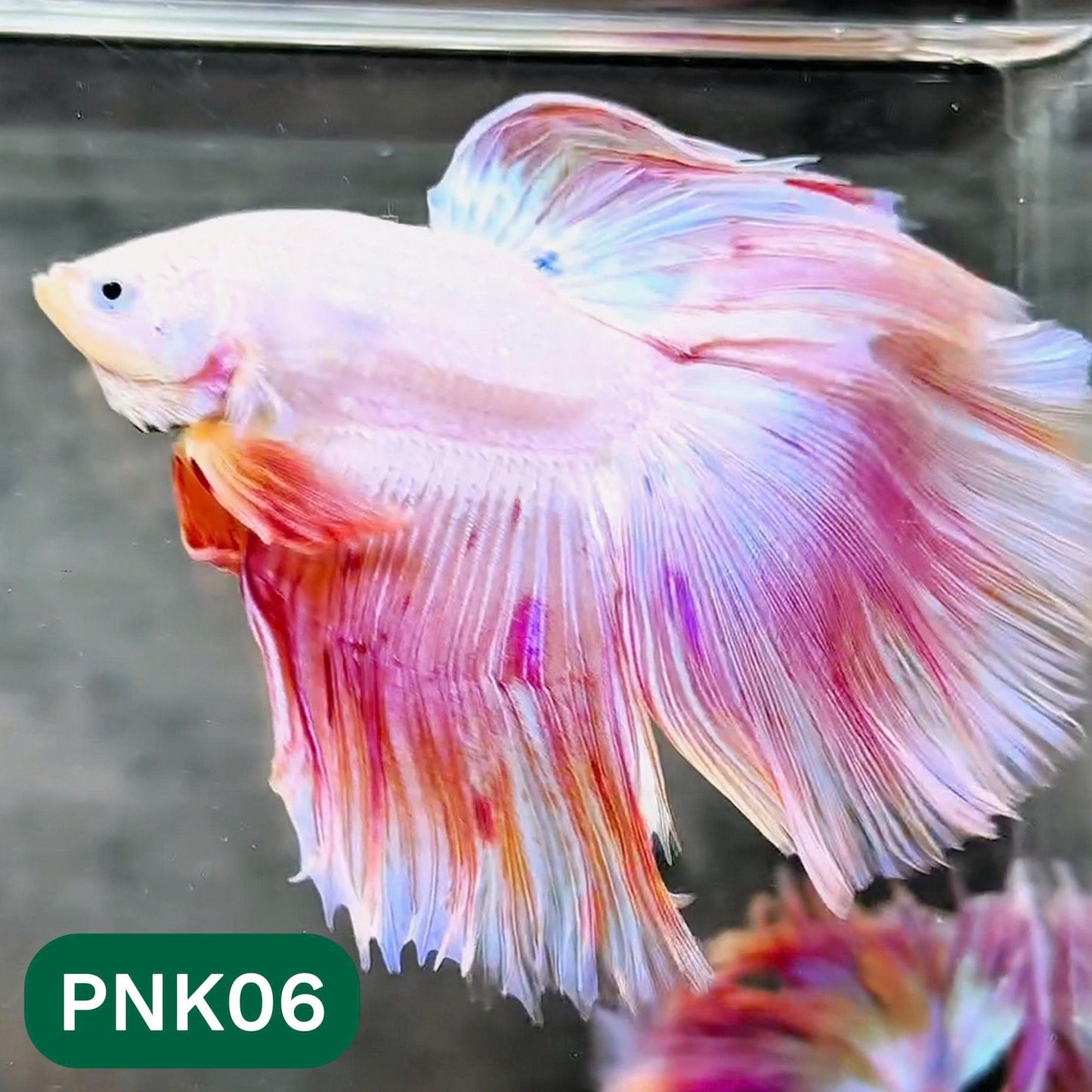 Pink Halfmoon Male Betta Fish | You Pick Fish | Order Directly From Farm