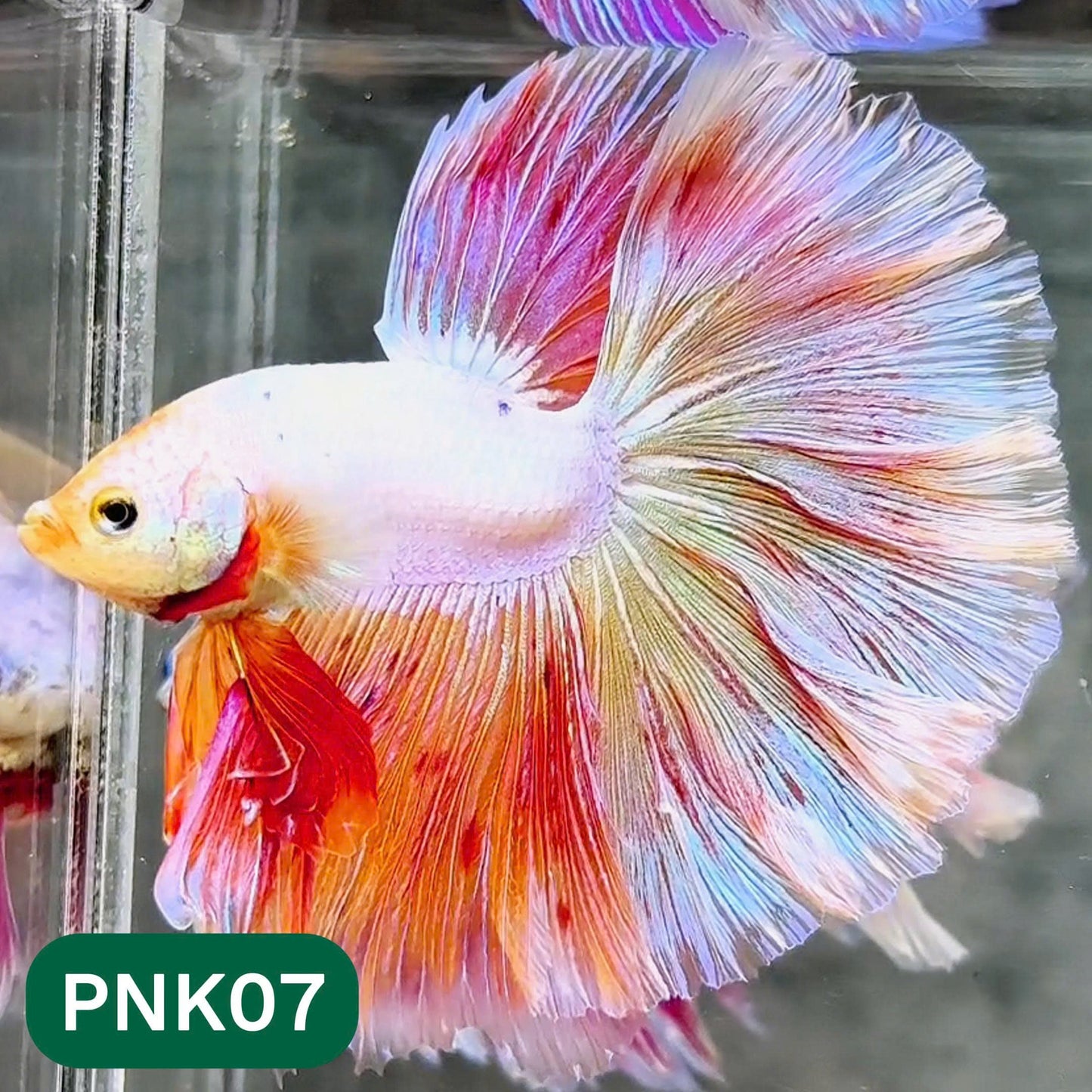 Pink Halfmoon Male Betta Fish | You Pick Fish | Order Directly From Farm