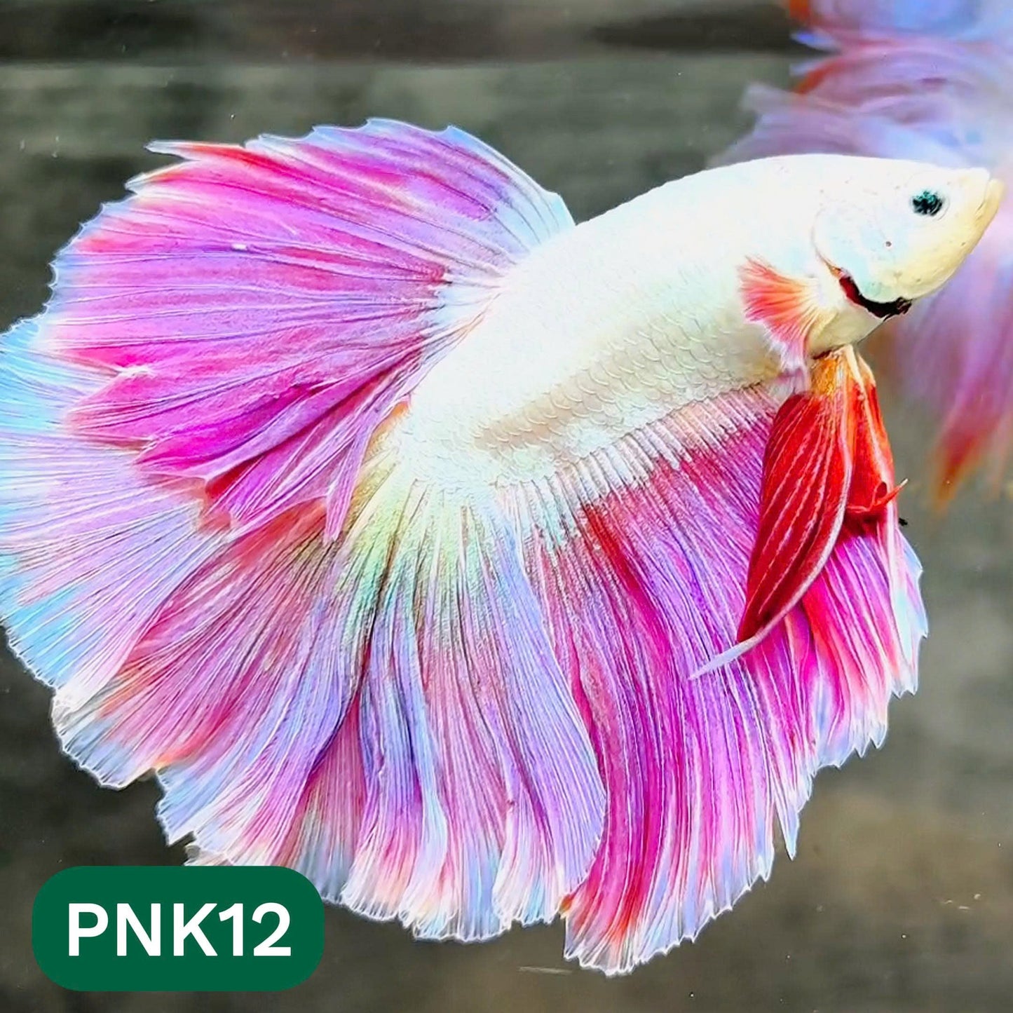 Pink Halfmoon Male Betta Fish | You Pick Fish | Order Directly From Farm
