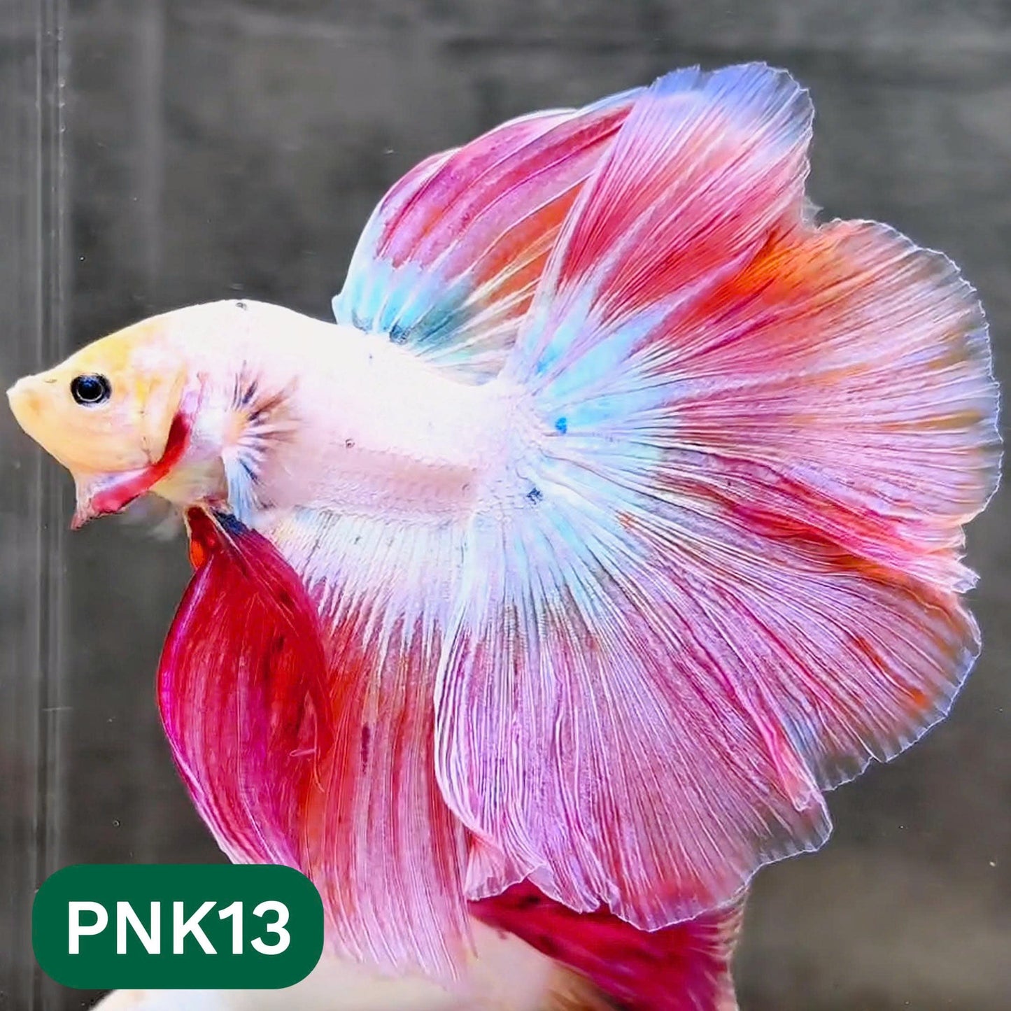 Pink Halfmoon Male Betta Fish | You Pick Fish | Order Directly From Farm