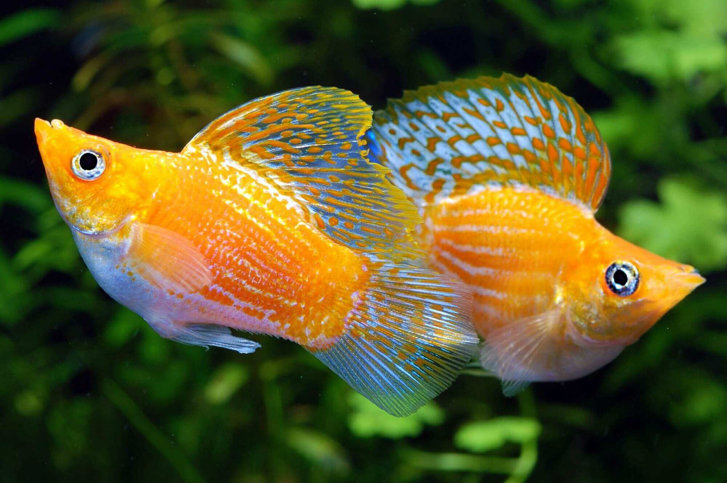 Golden Balloon Molly Fish | Round Tail, Black Eyes