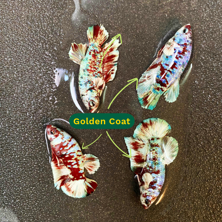 Koi Red Gold Coat Female Betta Fish | Premium Betta