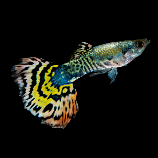 Tiger Halfmoon Guppy Fish