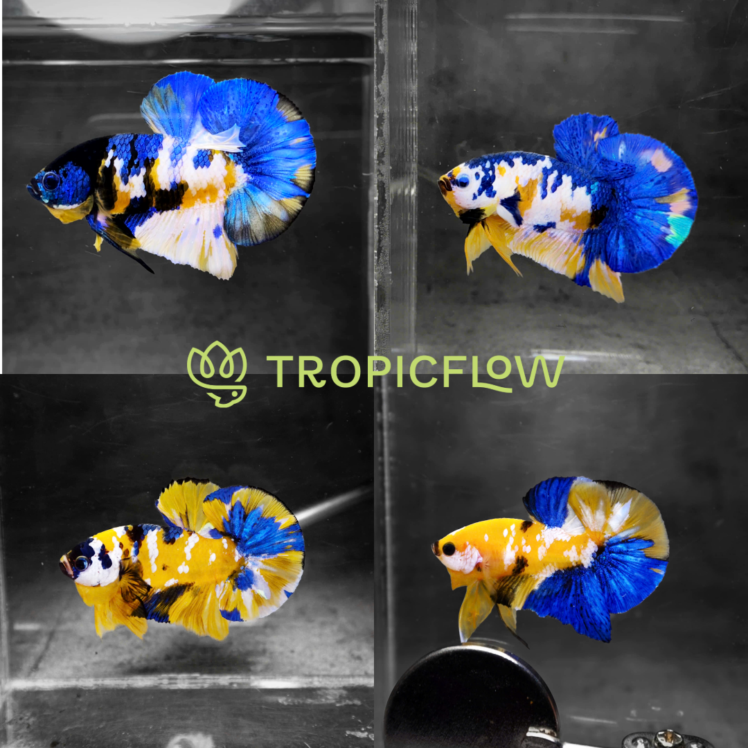 Koi Yellow Galaxy Male Plakat Betta Fish | High Grade | Mystery Betta