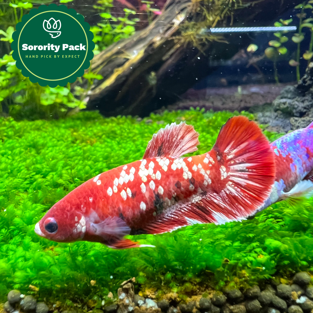 Mixed Koi Red Female Betta Fish Sorority | Successful Sorority Pack