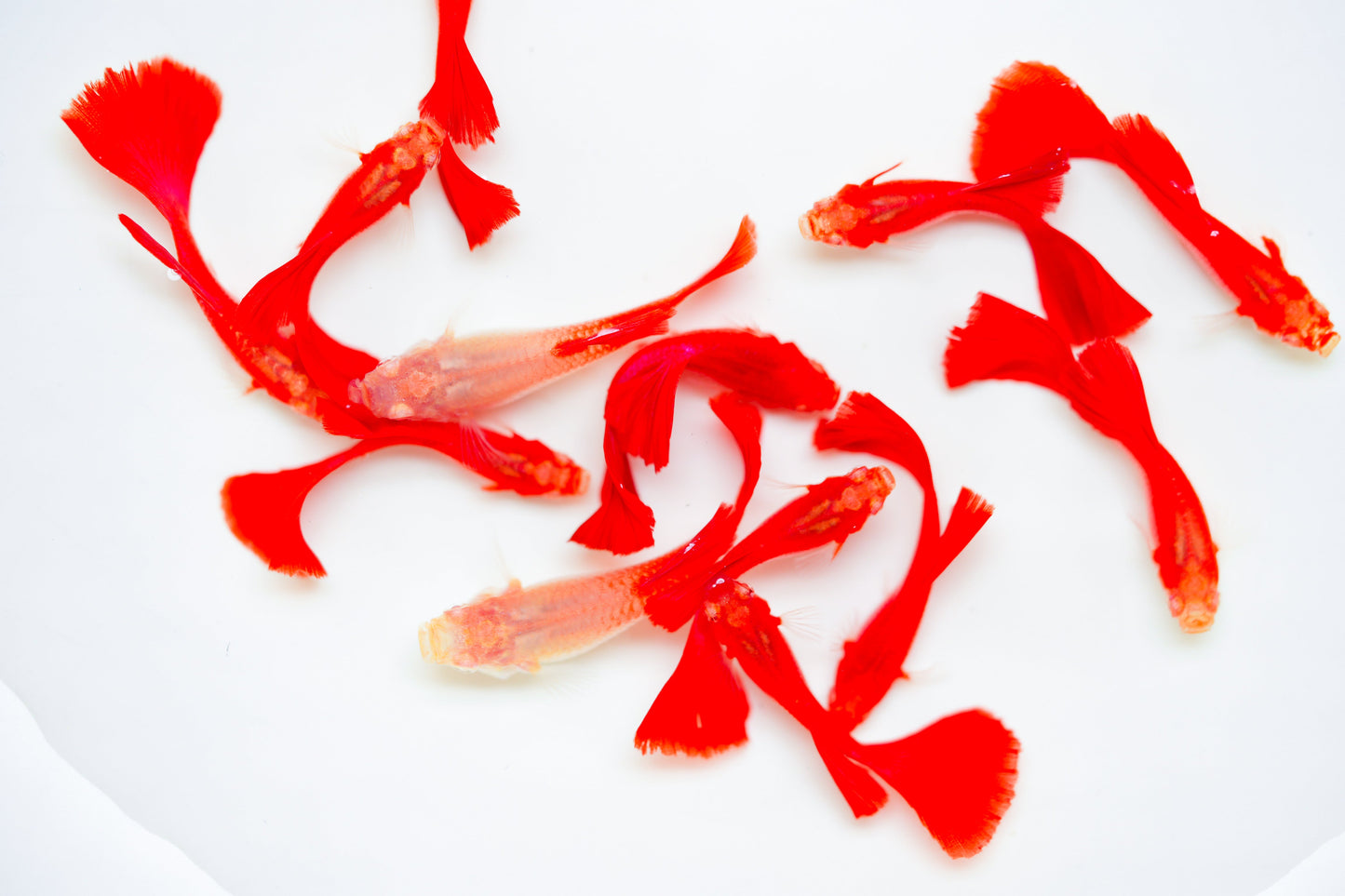 Albino Full Red Big Dorsal Guppy Fish