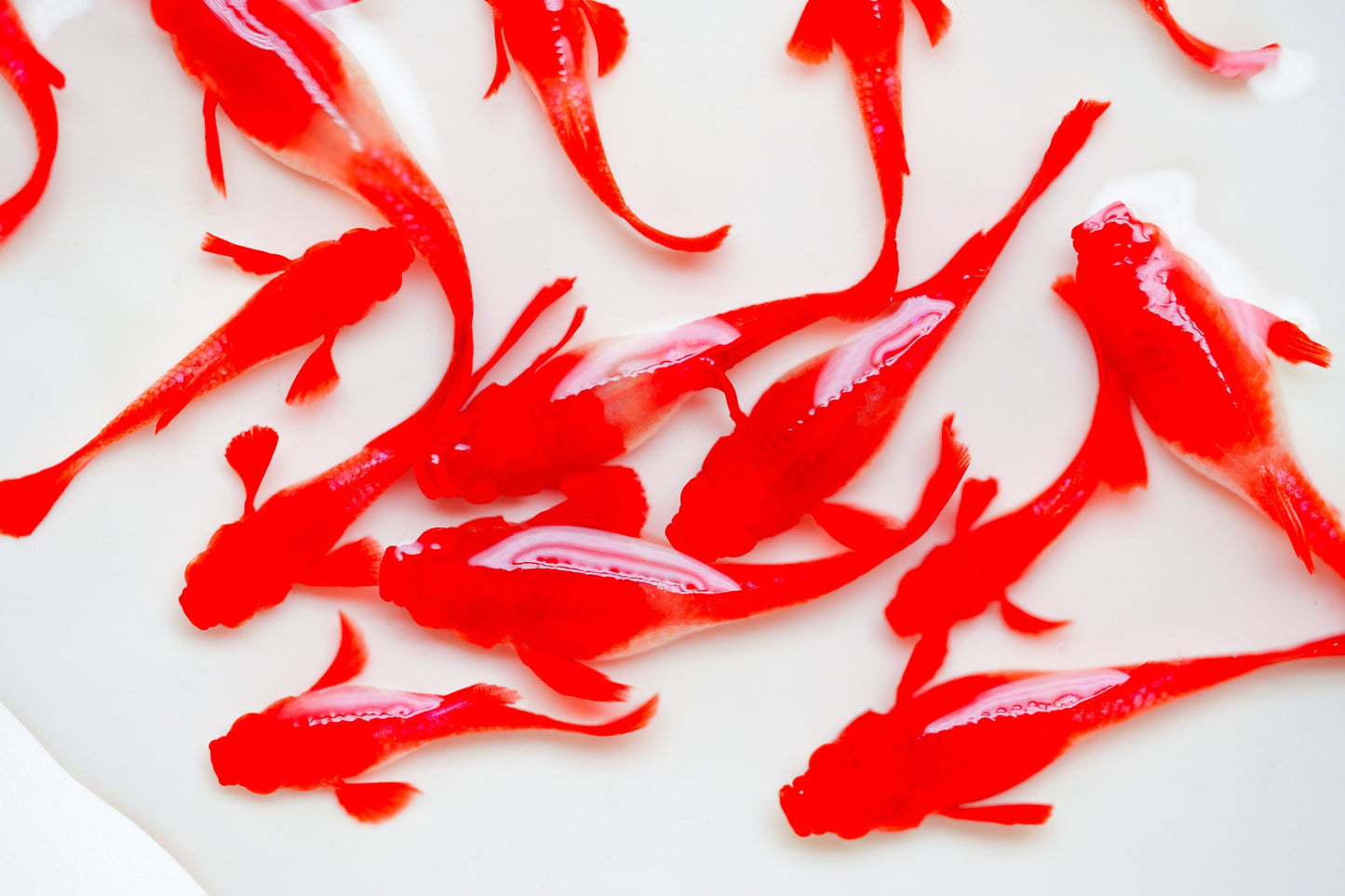 Koi Red Ear Guppy Fish