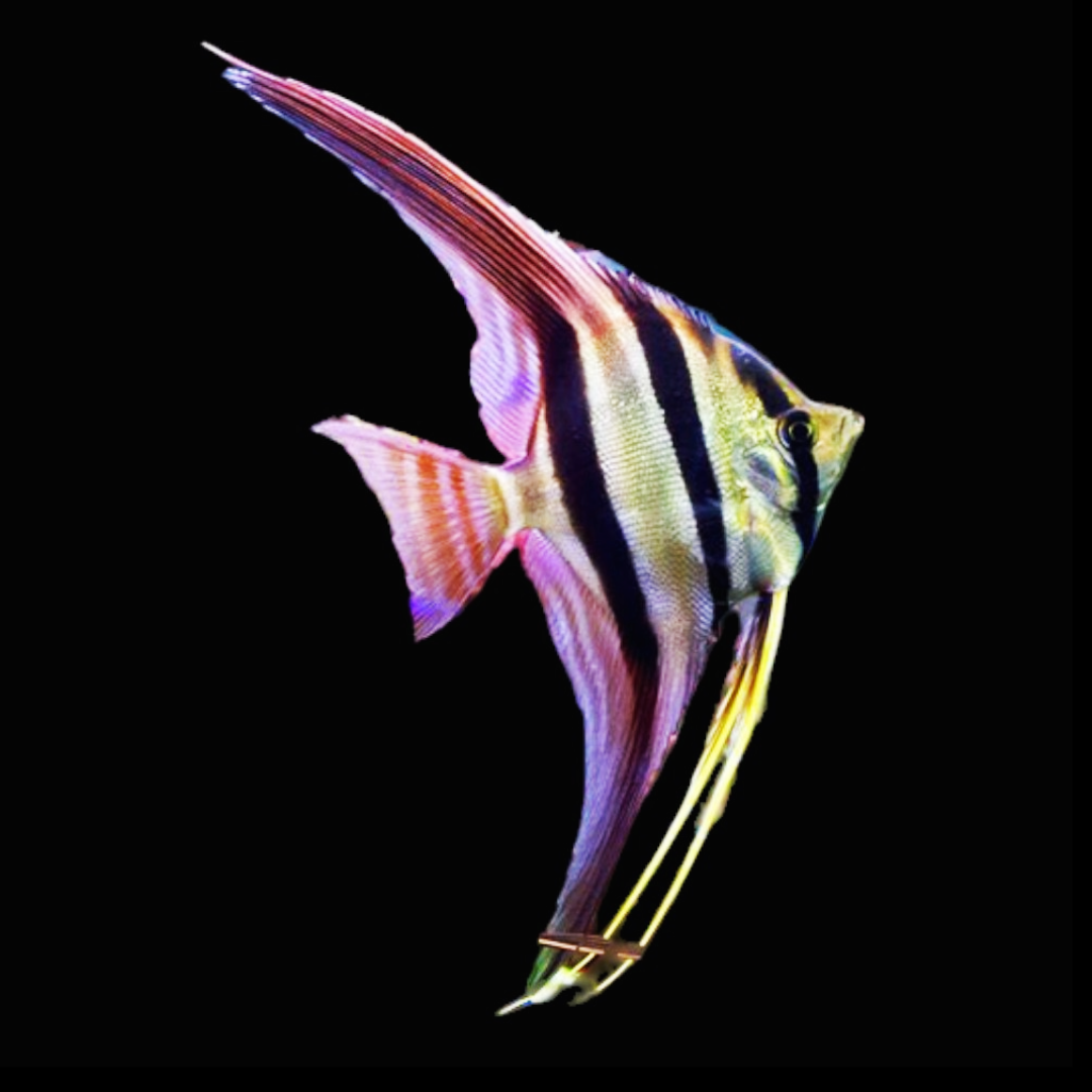 Wild Strain Altum Angelfish