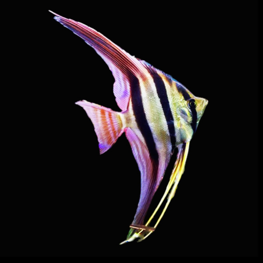 Wild Strain Altum Angelfish