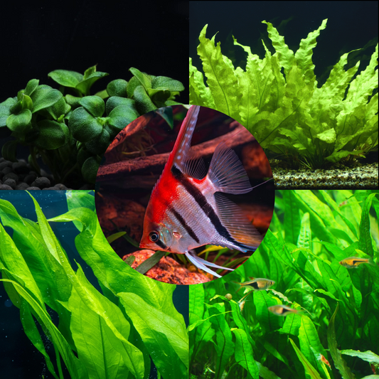 Plant Package for Frewater Angelfish Fish Tank