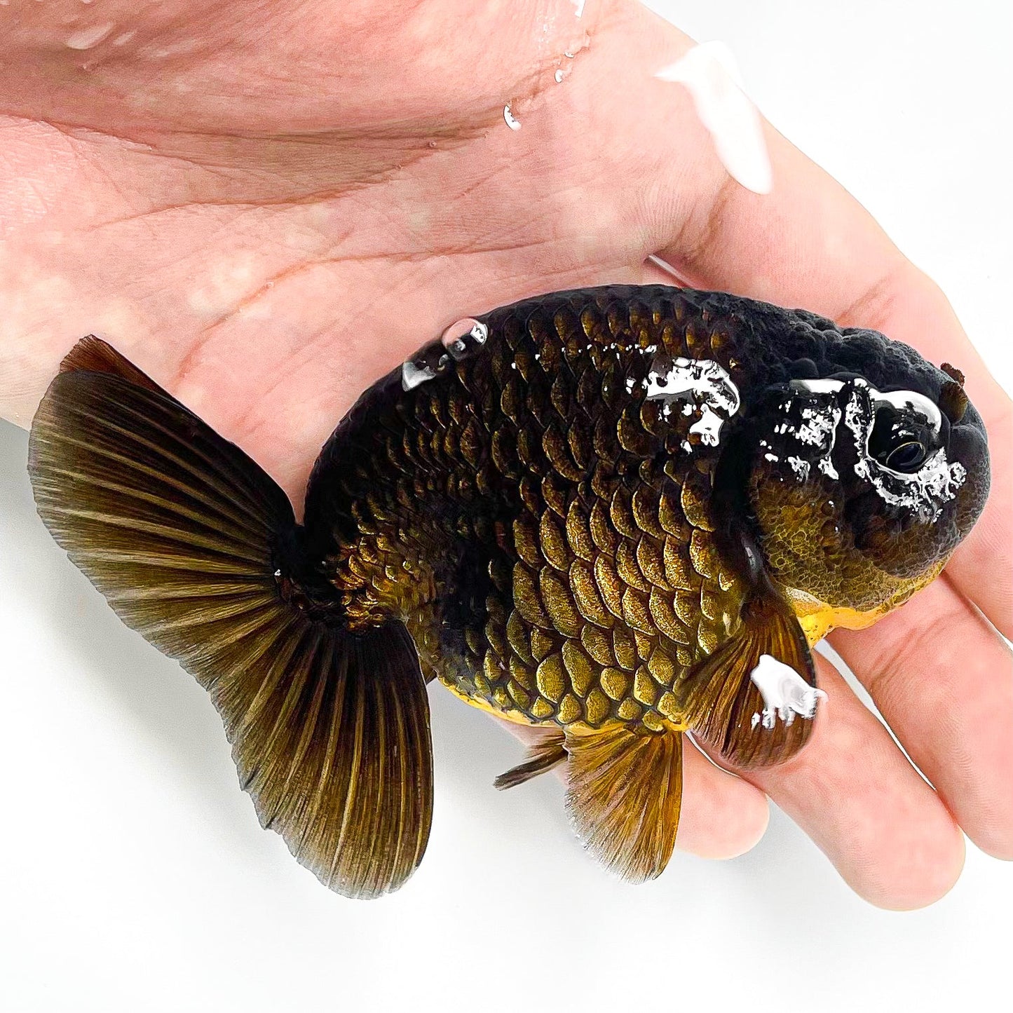 Black Copper Ranchu Goldfish | Grower Pick