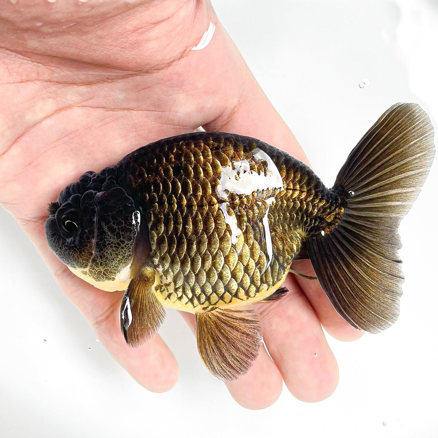 Black Copper Ranchu Goldfish | Grower Pick