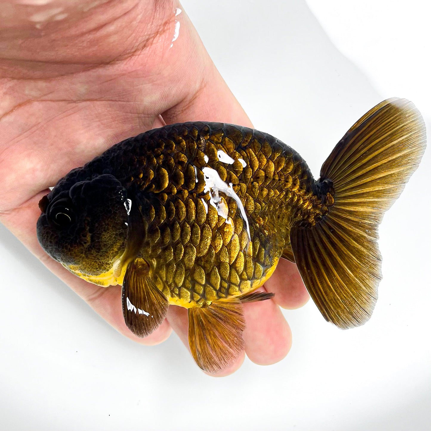 Black Copper Ranchu Goldfish | Grower Pick