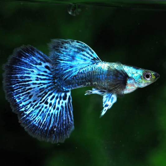 Blue Dragon Guppy Fish