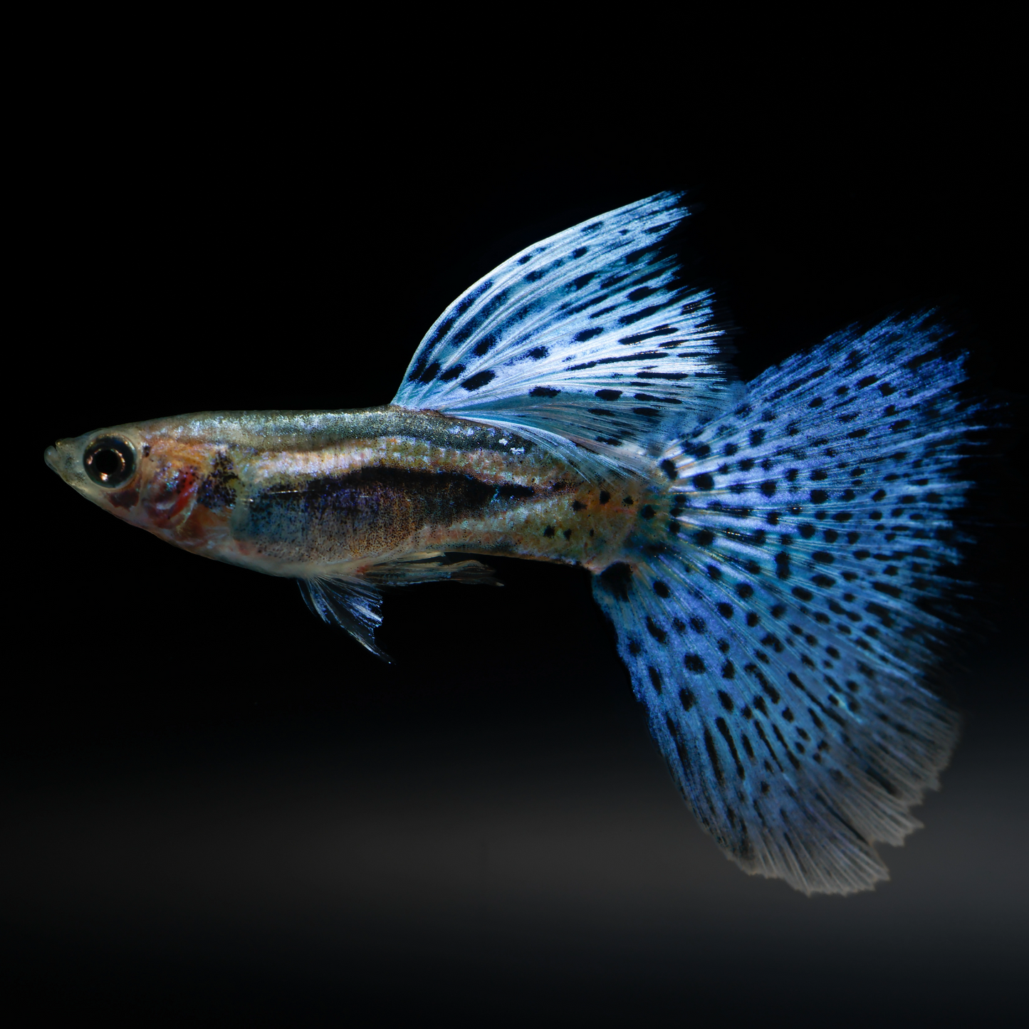 Blue Grass Fancy Guppy Fish