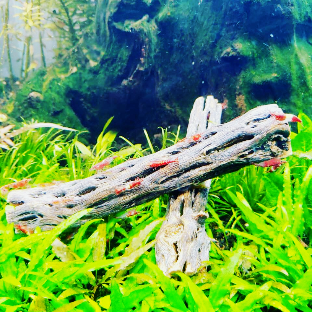 Cholla Driftwood Tunnel Tube