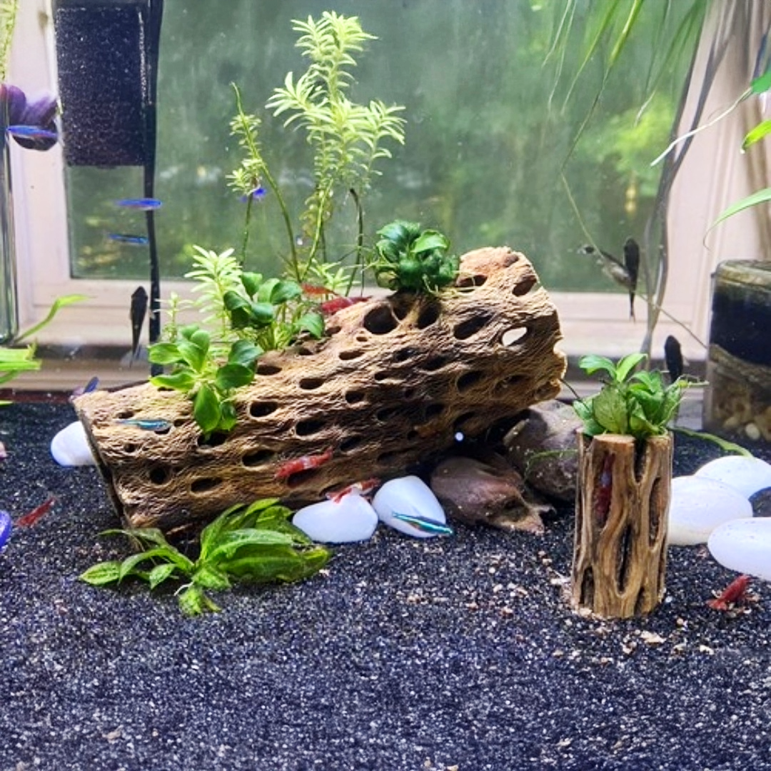 Cholla Driftwood Tunnel Tube