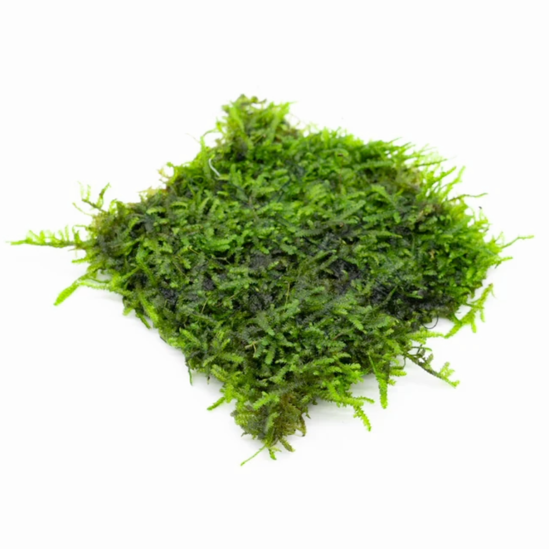 Christmas Moss on Stainless Steel