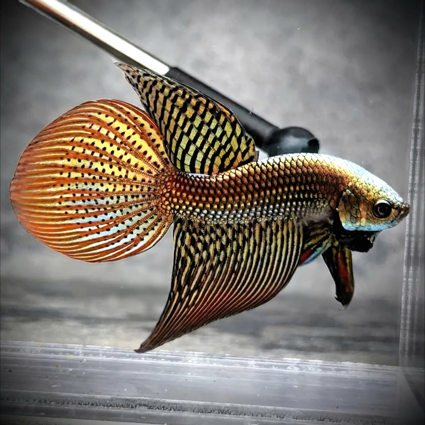 Copper Spade Tail Wild Betta Splendens Male