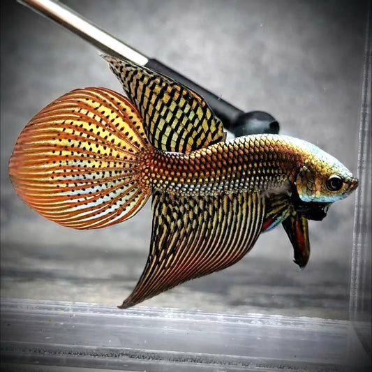 Copper Spade Tail Wild Betta Splendens Male