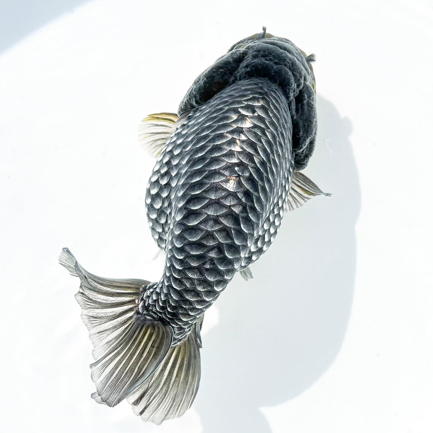 Dragon Scale Ranchu Goldfish | Exotic Premium