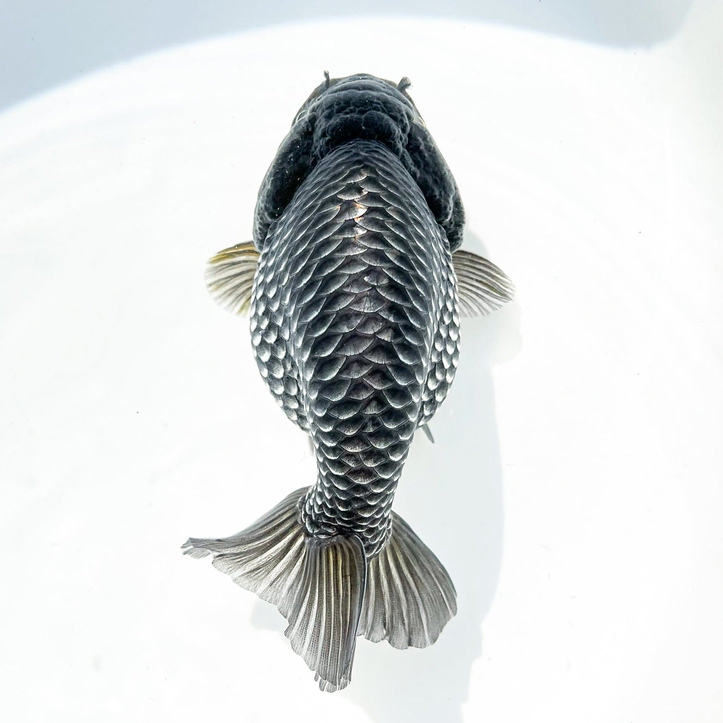 Dragon Scale Ranchu Goldfish | Exotic Premium