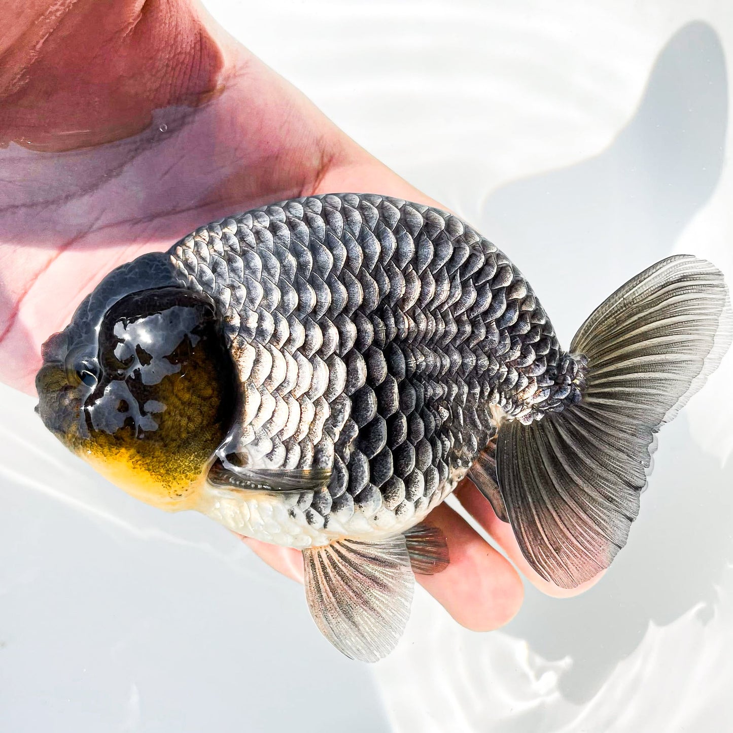 Dragon Scale Ranchu Goldfish | Exotic Premium