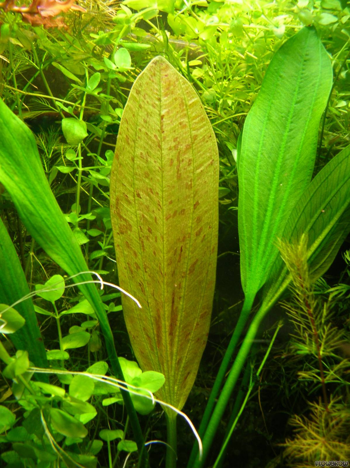 Echinodorus Grandifolius