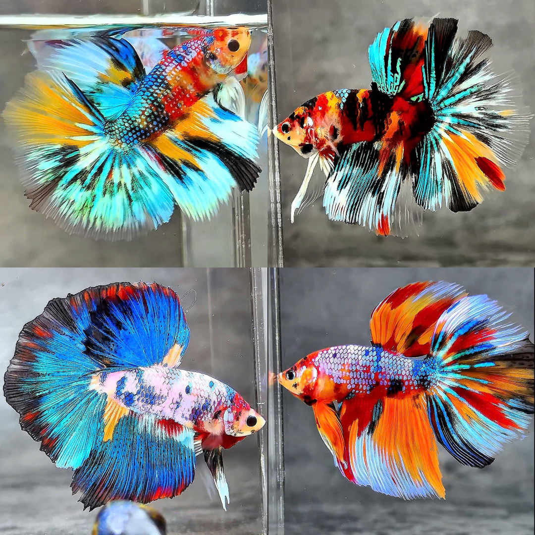 Fancy Halfmoon Male Betta Fish High Grade | Buy 4 Get 1 Free | Mystery Betta