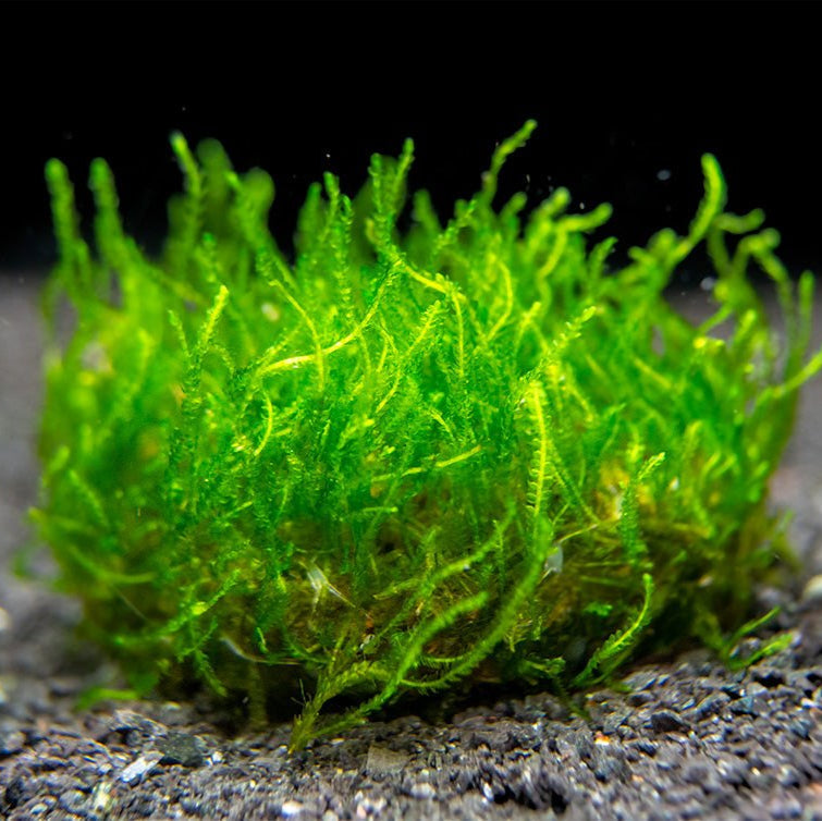 Flame Moss