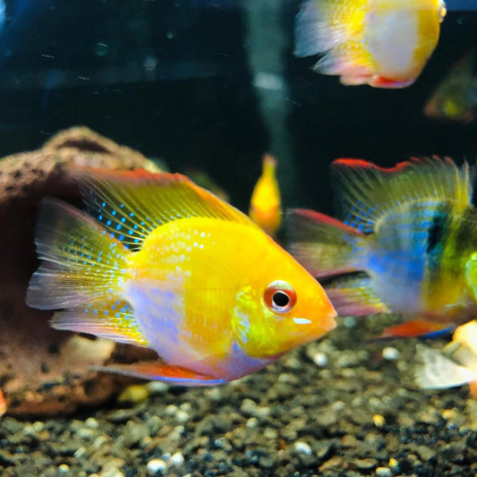 German Gold Balloon Ram Cichlid